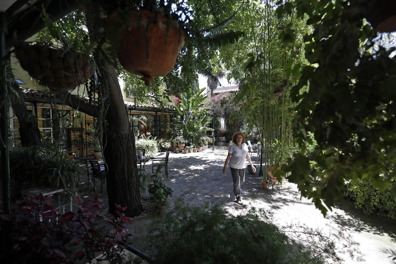 Los patios de Córdoba en plaza de las Tazas e Isabel II, en imágenes