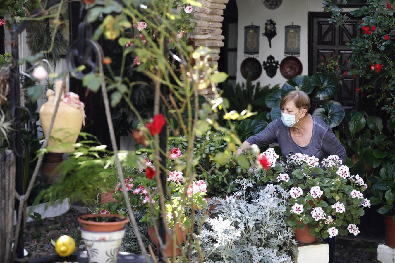 Los patios de Córdoba en Parras y Diego Méndez, en imágenes