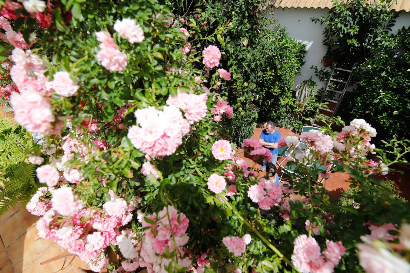 Los patios de Córdoba en Aceite y Barrionuevo, en imágenes