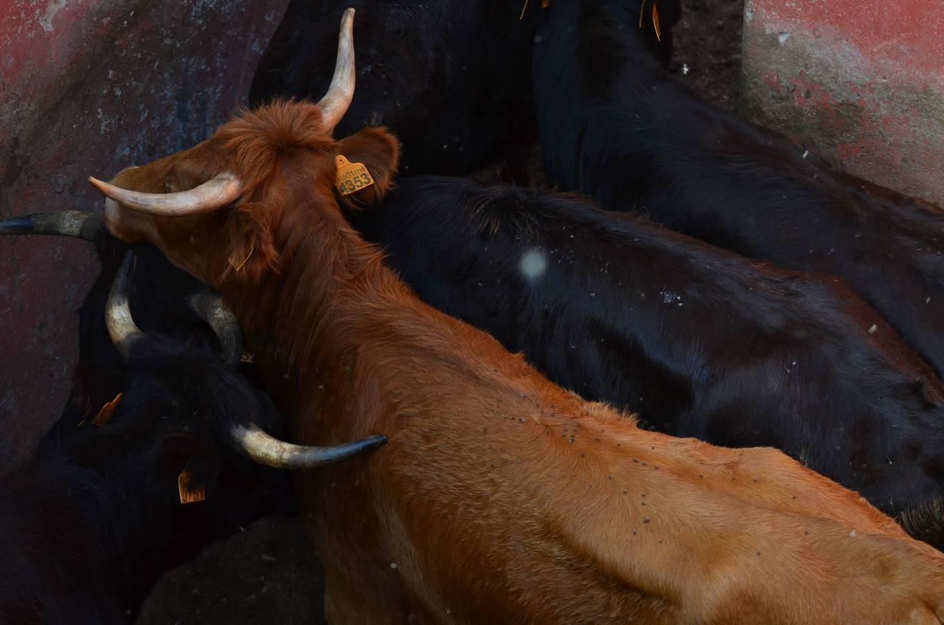 En imágenes, una jornada de campo en un tentadero en tiempos de coronavirus