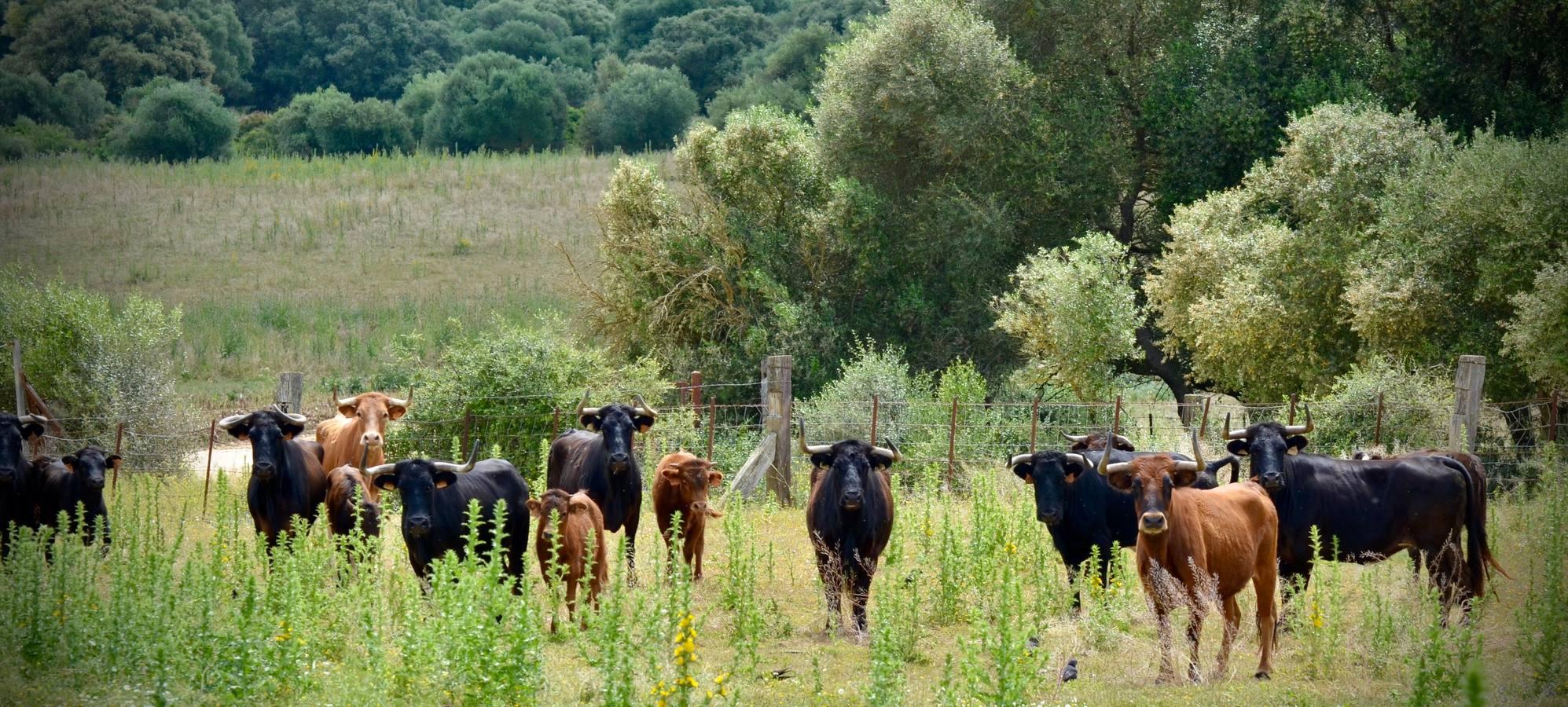 En imágenes, una jornada de campo en un tentadero en tiempos de coronavirus