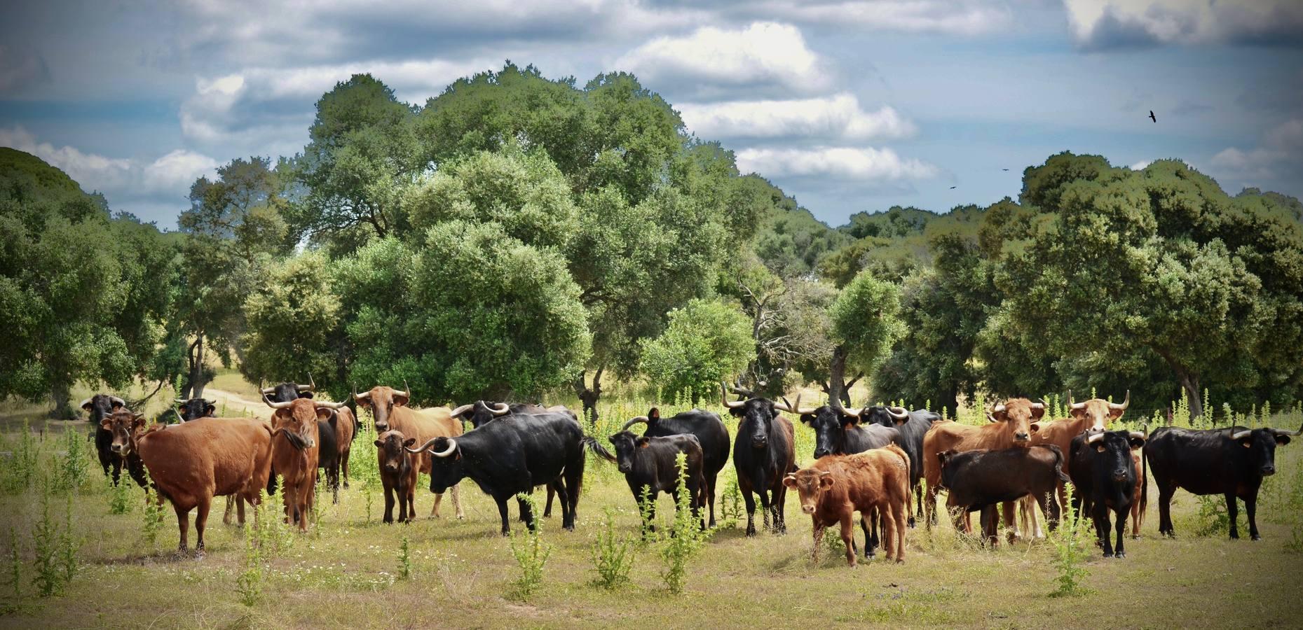 En imágenes, una jornada de campo en un tentadero en tiempos de coronavirus