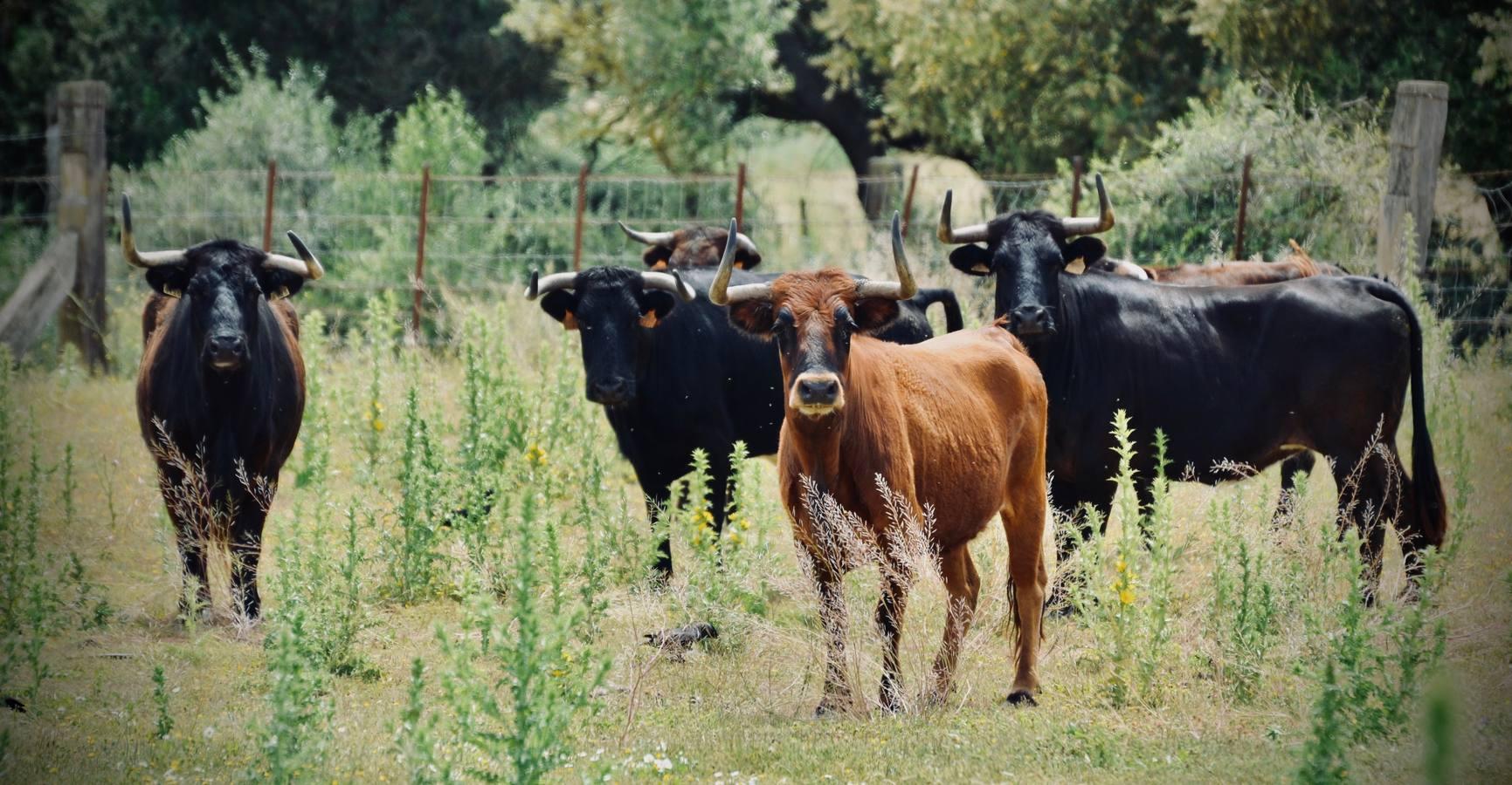 En imágenes, una jornada de campo en un tentadero en tiempos de coronavirus