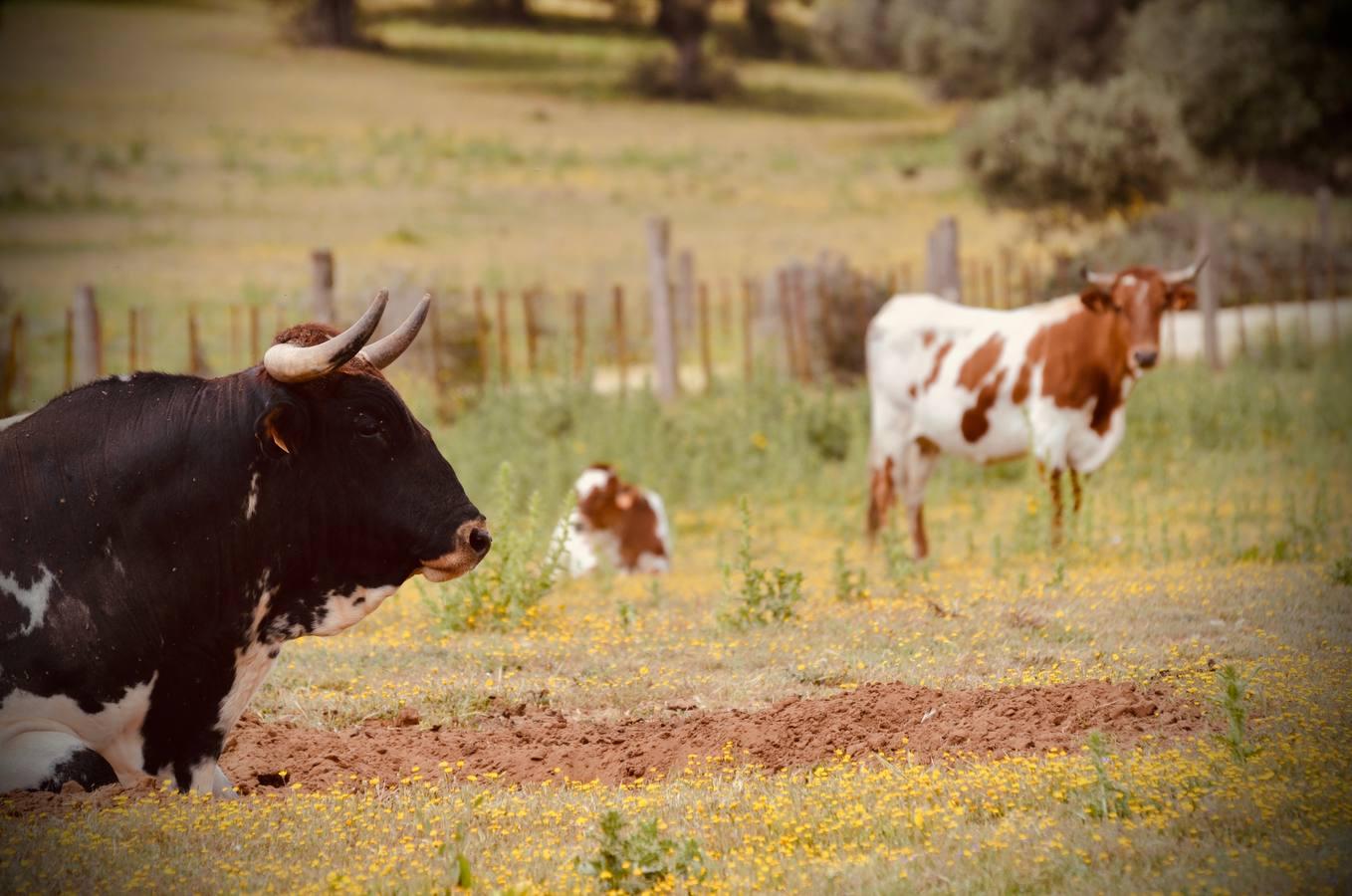 En imágenes, una jornada de campo en un tentadero en tiempos de coronavirus