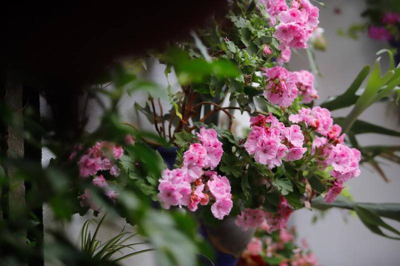 Los patios de Frailes y Alvar Rodríguez de Córdoba, en imágenes