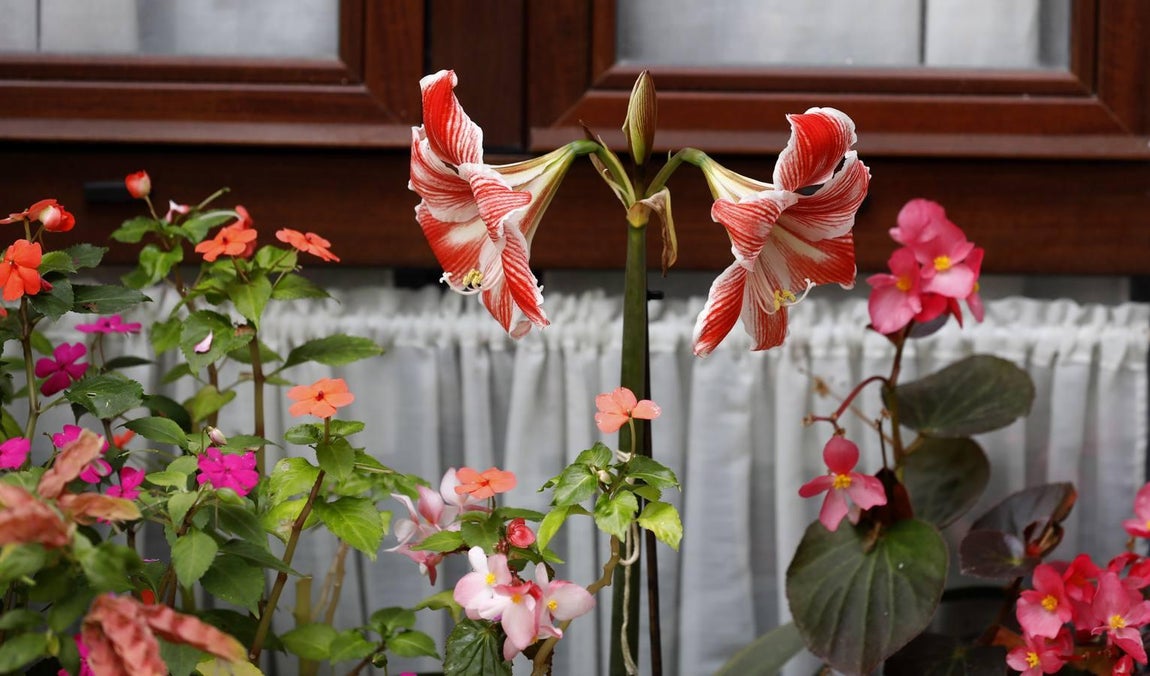 Los patios de Juan Fernández, 6 y Zarco,15 de Córdoba, en imágenes