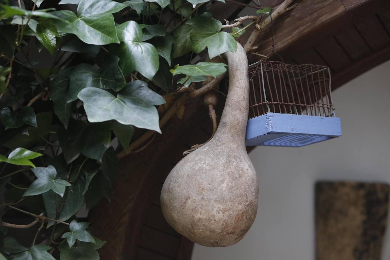 Los últimos sorbos de los Patios de Córdoba en San Basilio, en imágenes