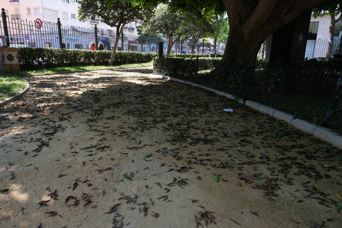 FOTOS: Falta de mantenimiento en los parques y jardines de Cádiz