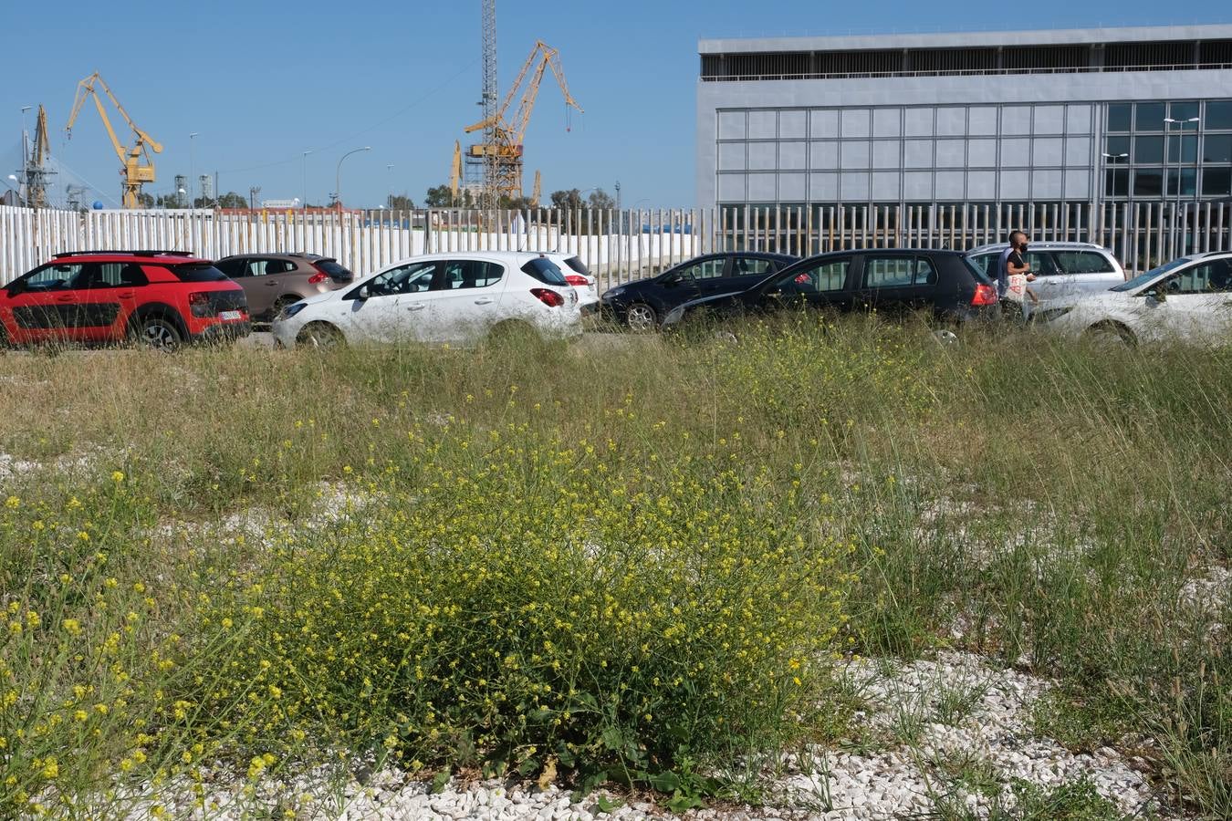 FOTOS: Falta de mantenimiento en los parques y jardines de Cádiz