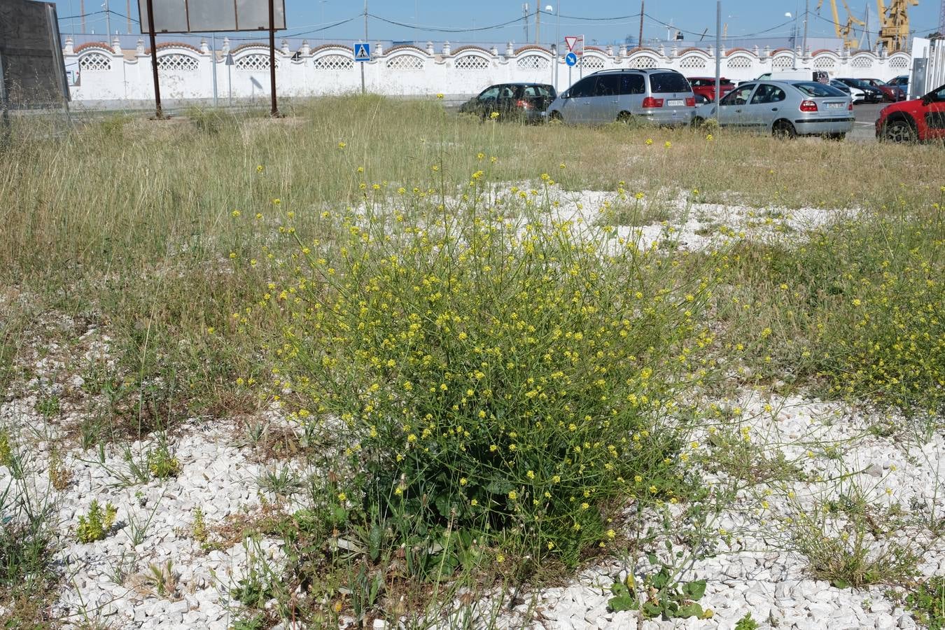 FOTOS: Falta de mantenimiento en los parques y jardines de Cádiz