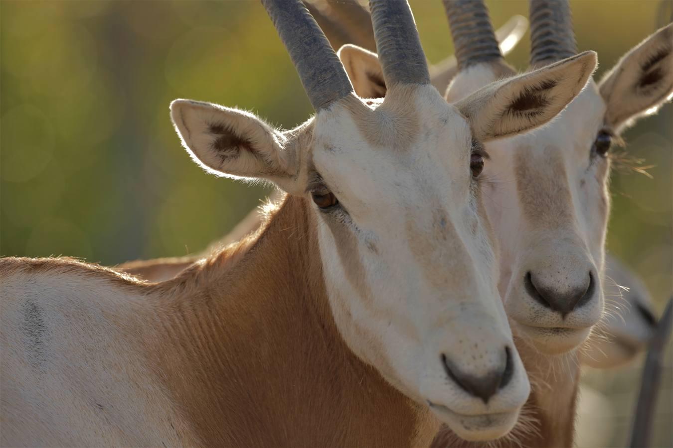 El zoo de Guillena abre sus puertas de nuevo el 5 de junio