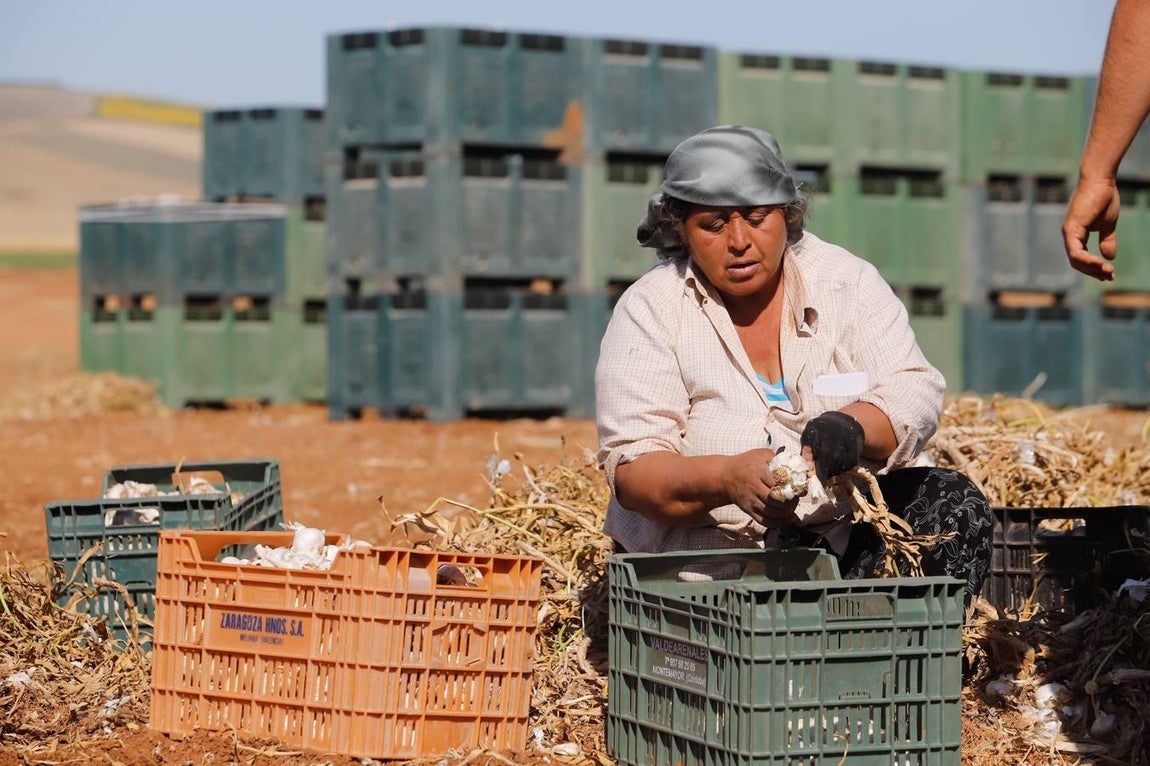 La campaña del ajo en Córdoba, en imágenes