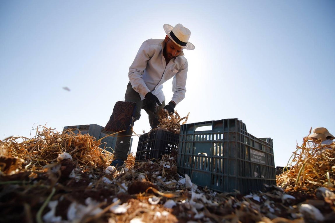 La campaña del ajo en Córdoba, en imágenes
