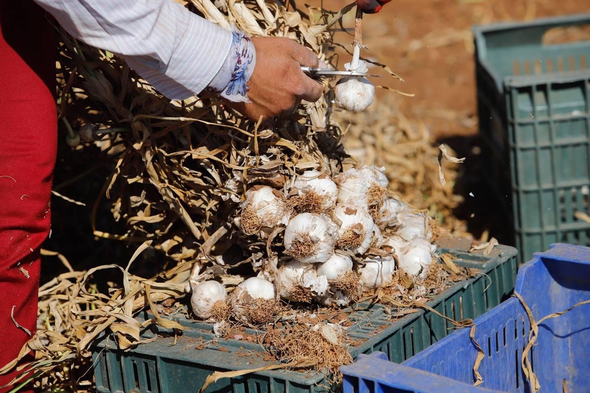 La campaña del ajo en Córdoba, en imágenes