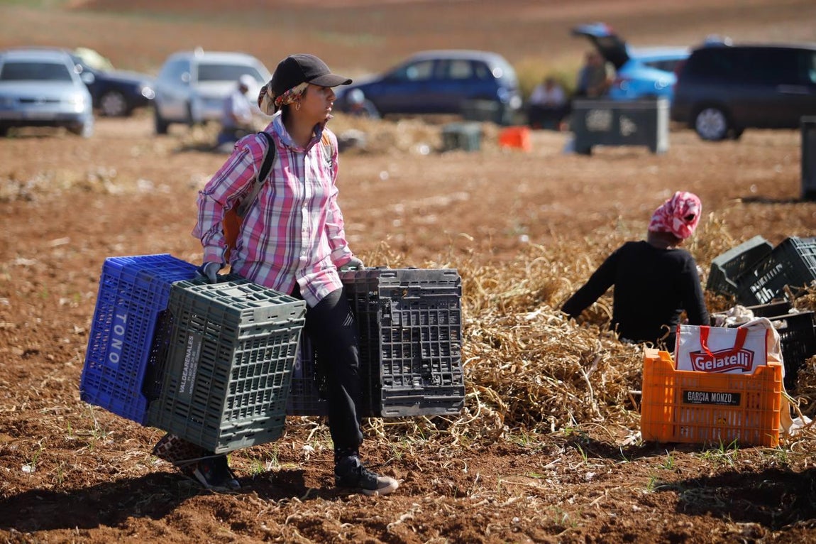 La campaña del ajo en Córdoba, en imágenes