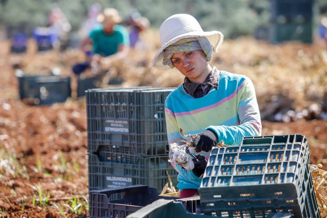 La campaña del ajo en Córdoba, en imágenes