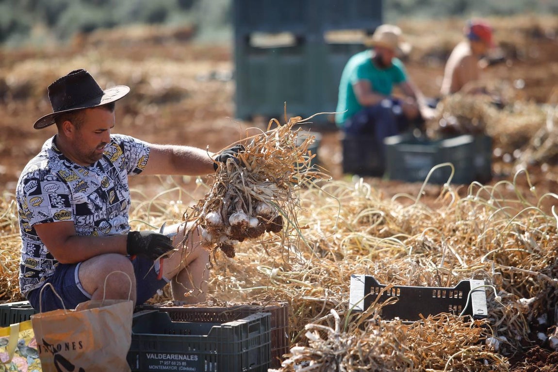 La campaña del ajo en Córdoba, en imágenes