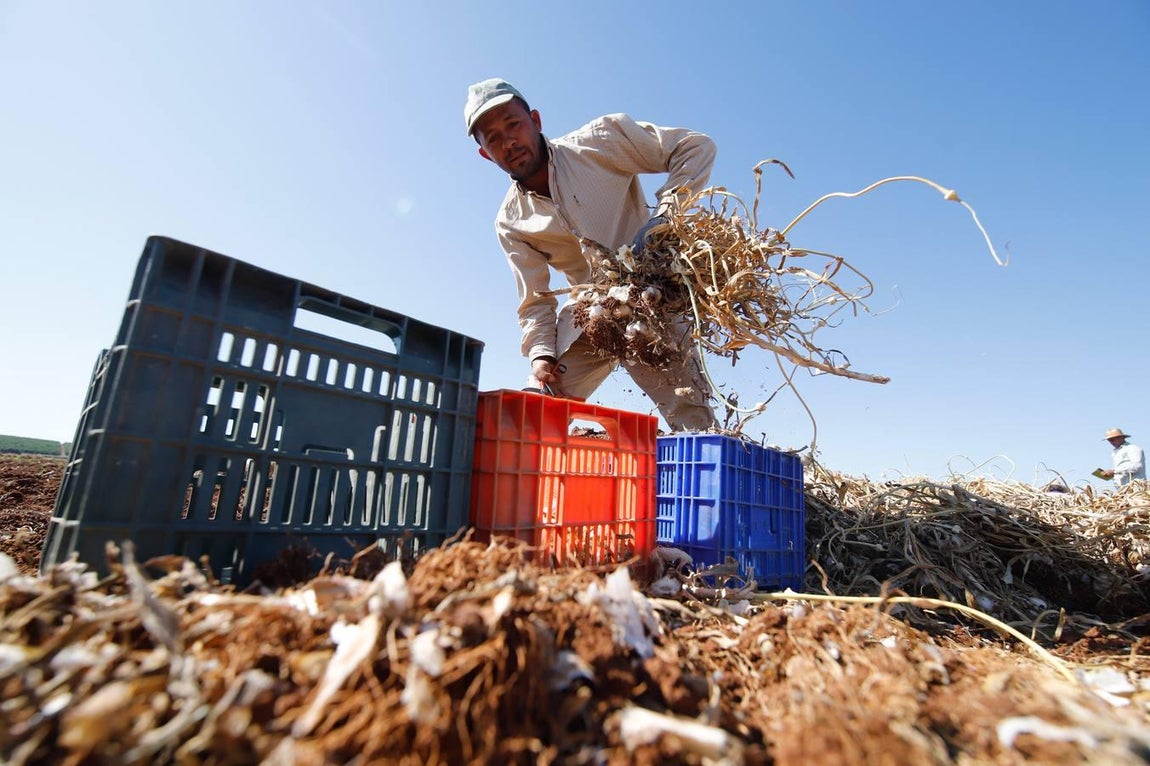 La campaña del ajo en Córdoba, en imágenes
