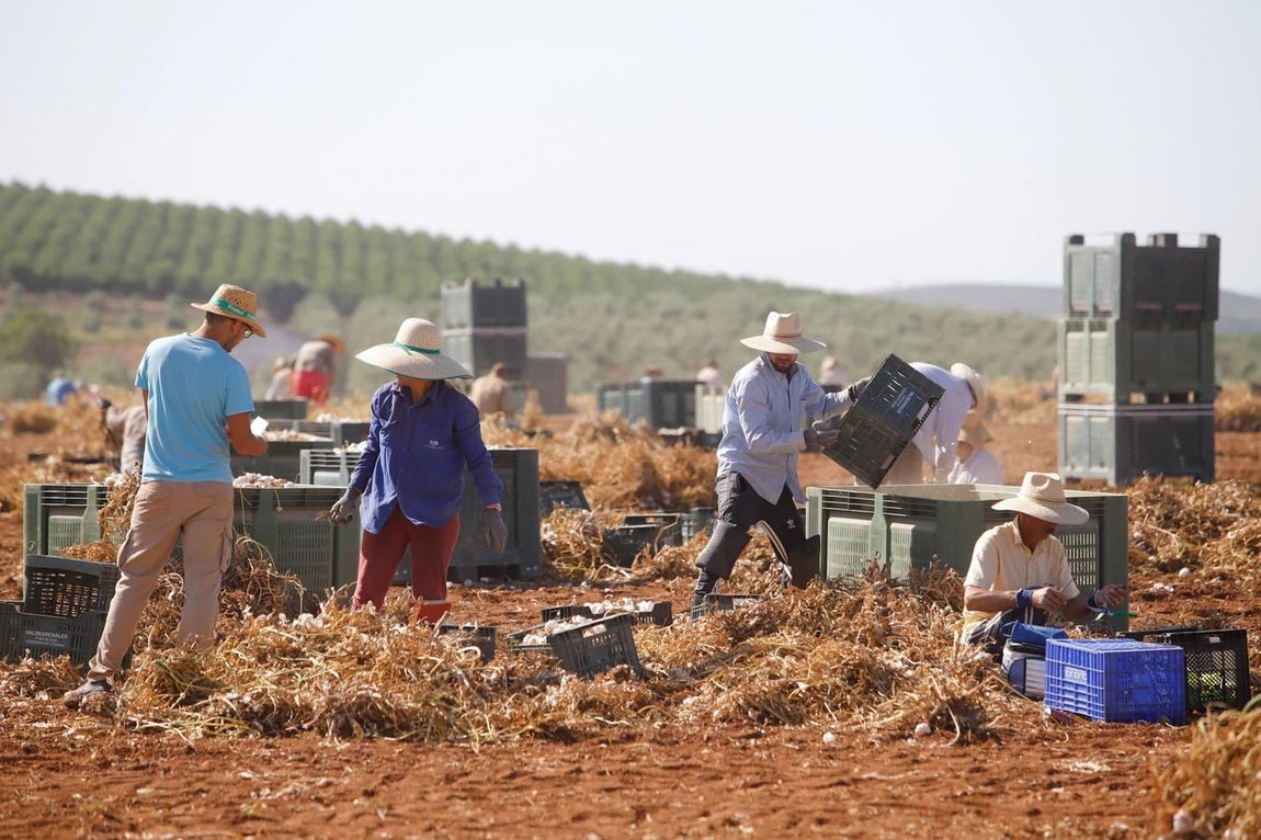 La campaña del ajo en Córdoba, en imágenes