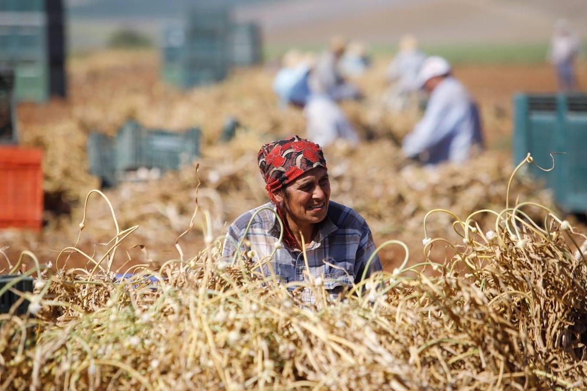 La campaña del ajo en Córdoba, en imágenes