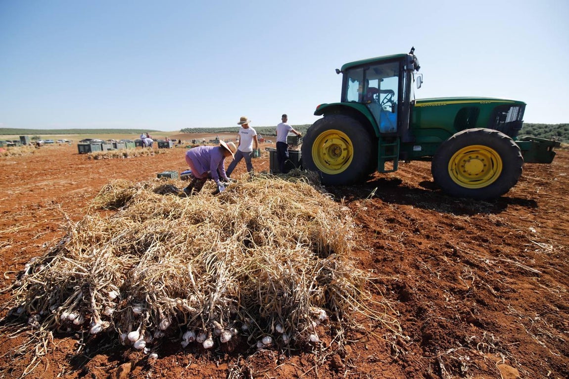 La campaña del ajo en Córdoba, en imágenes