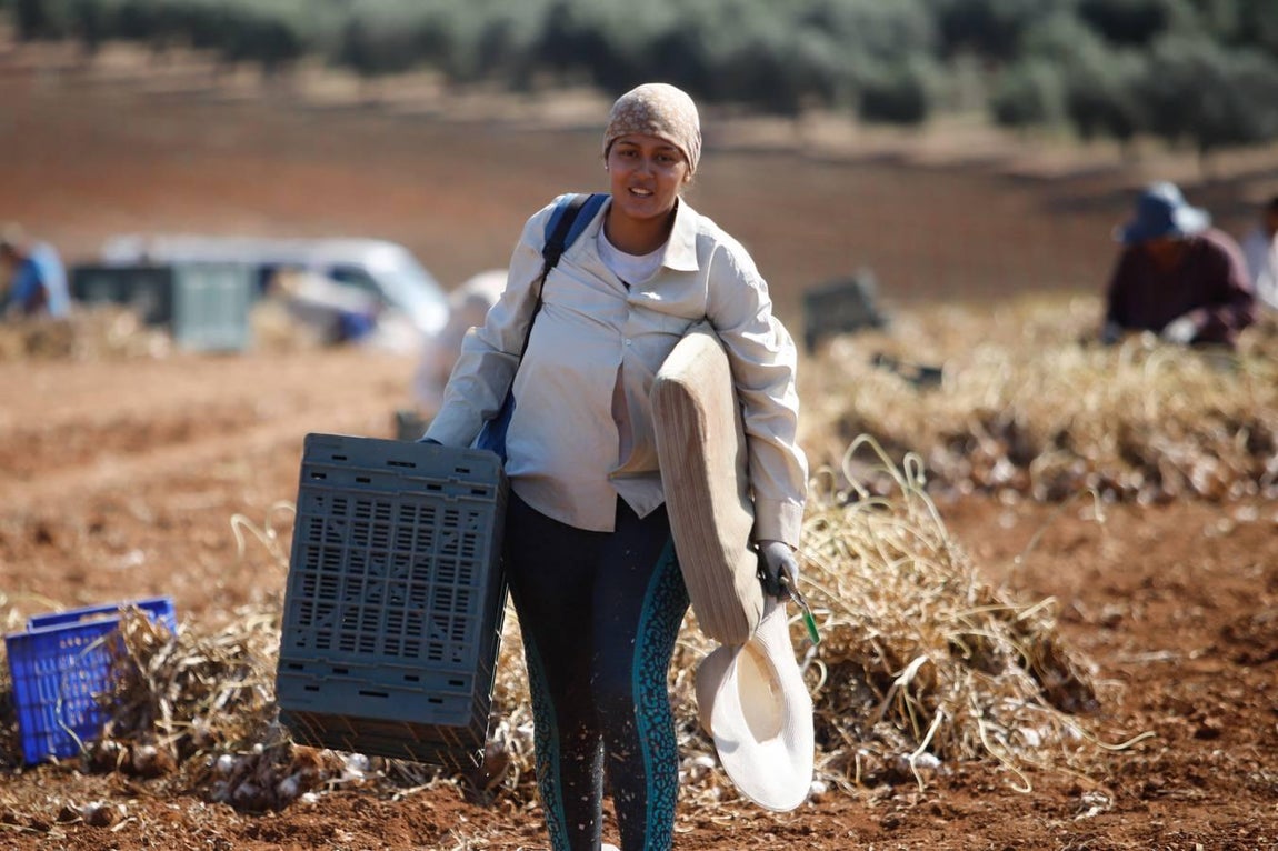 La campaña del ajo en Córdoba, en imágenes