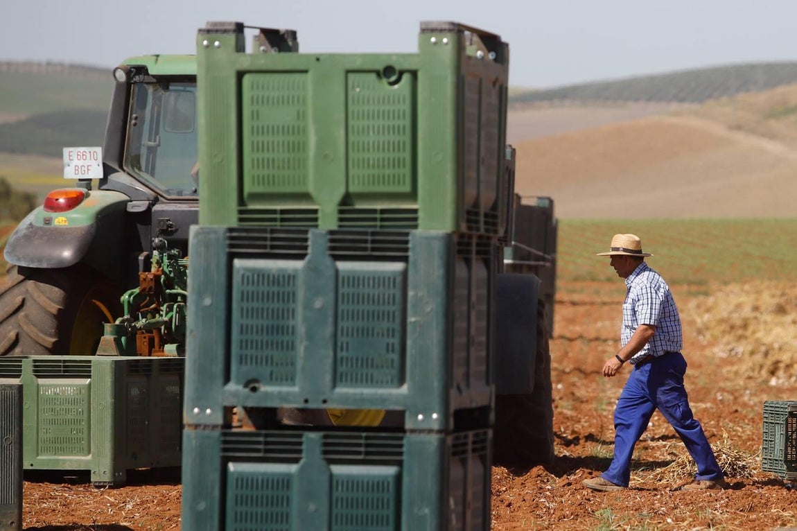 La campaña del ajo en Córdoba, en imágenes