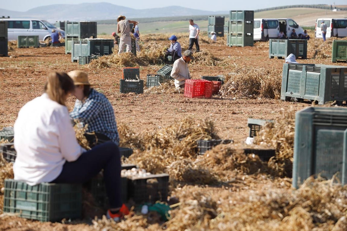 La campaña del ajo en Córdoba, en imágenes