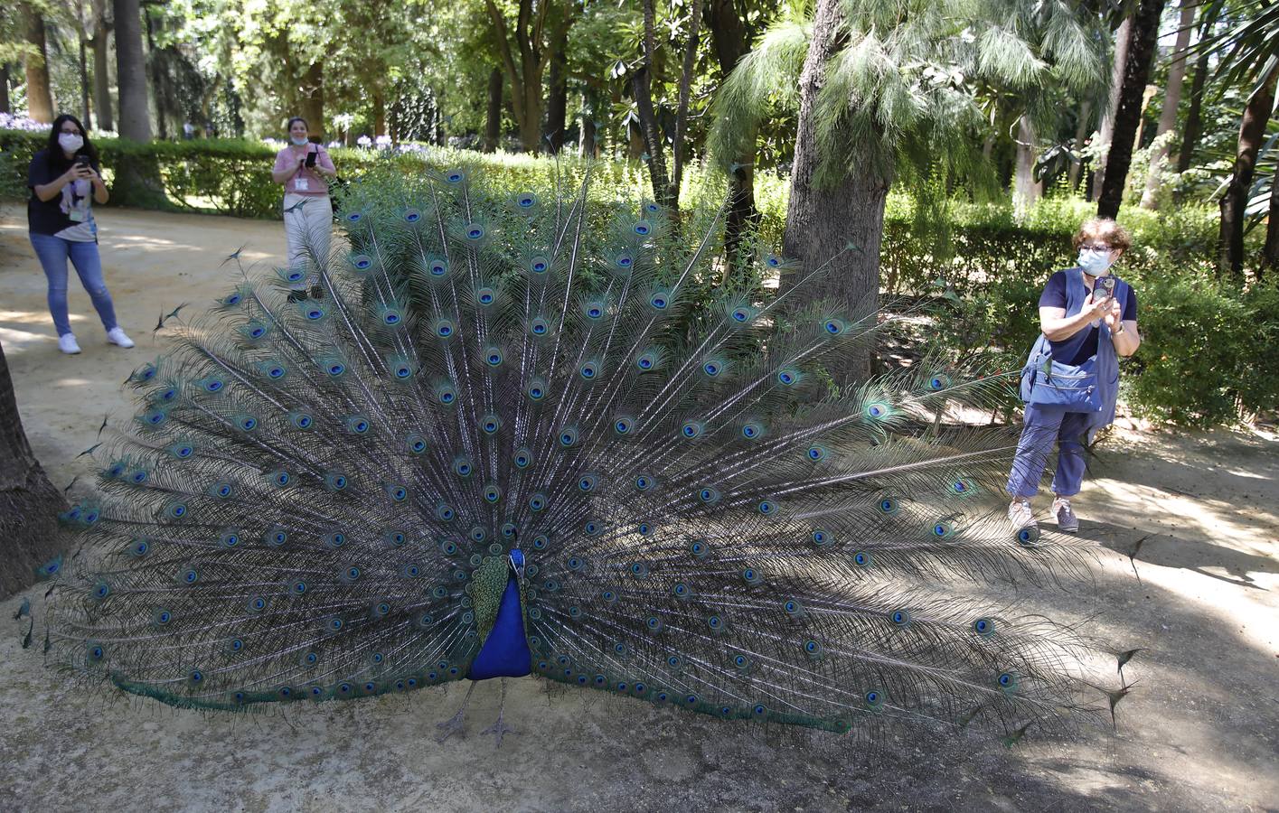 Las primeras visitas al Alcázar de Sevilla