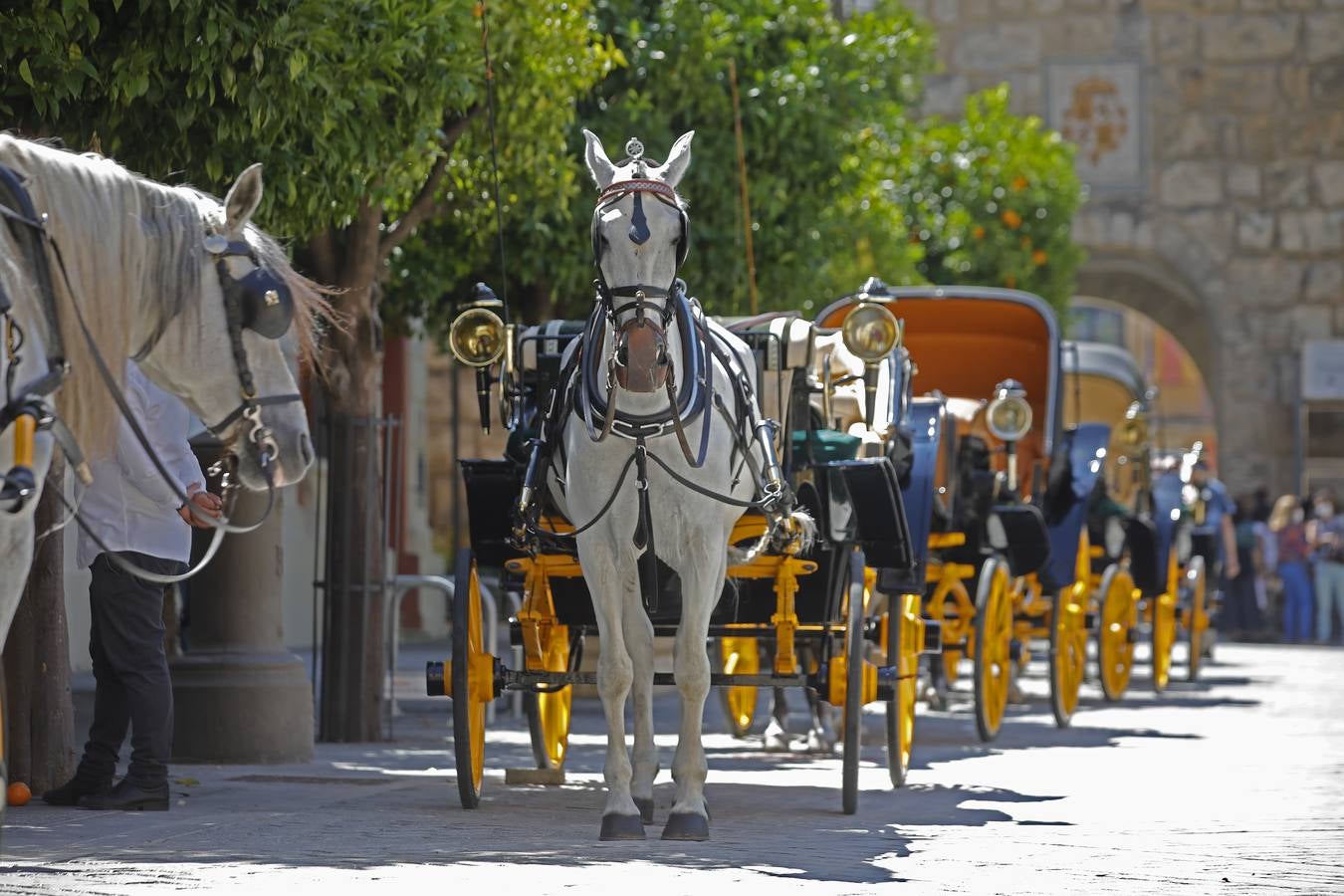 Los coches de caballos vuelven a las calles de Sevilla