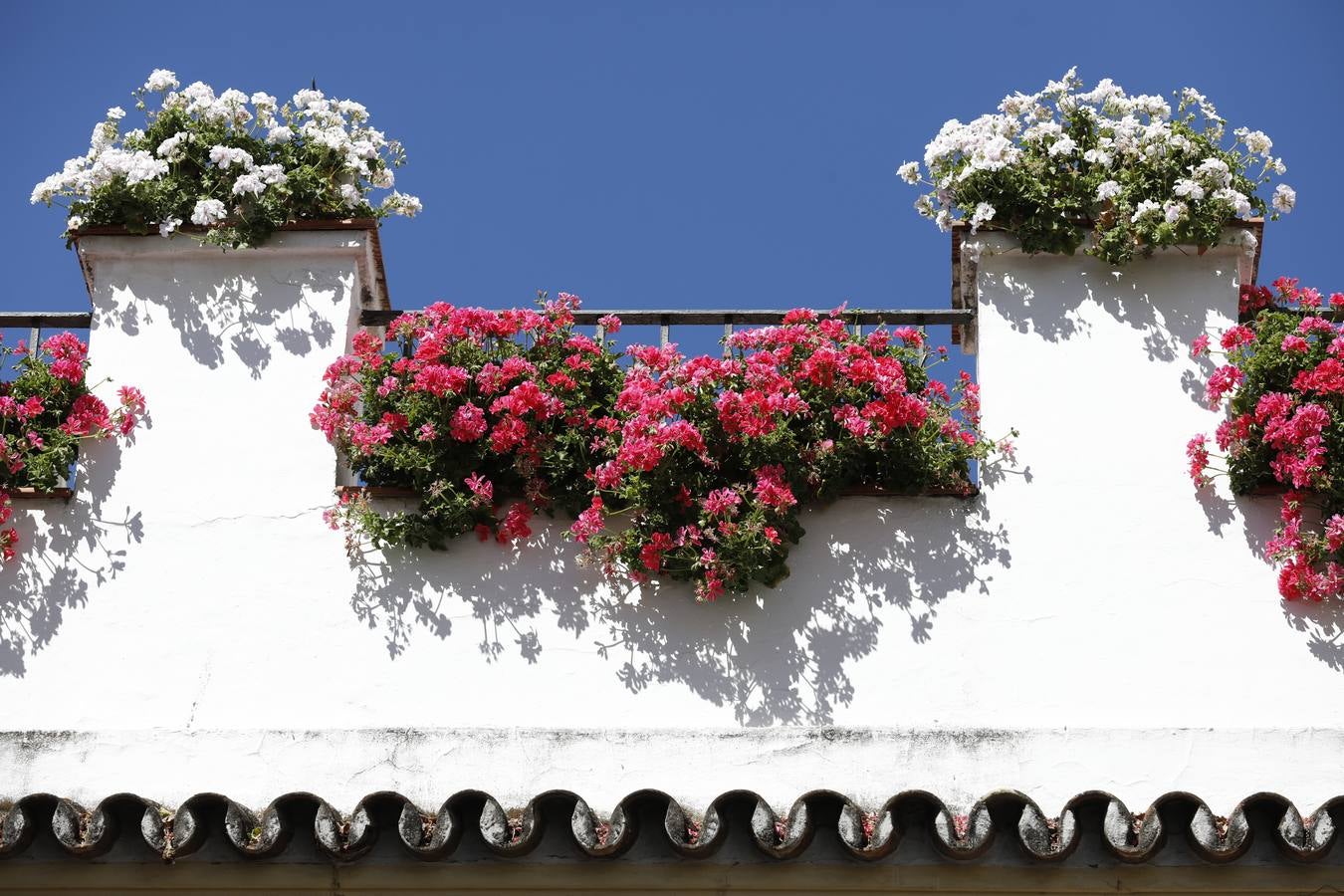 Los ganadores del concurso de Rejas y Balcones de Córdoba, en imágenes