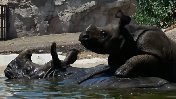 Lluvia simulada para rinocerontes y comida para monos capuchinos: nueva normalidad en Terra Natura