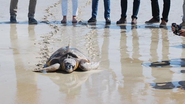 Liberada en Los Lances una tortuga boba que apareció en Cádiz capital