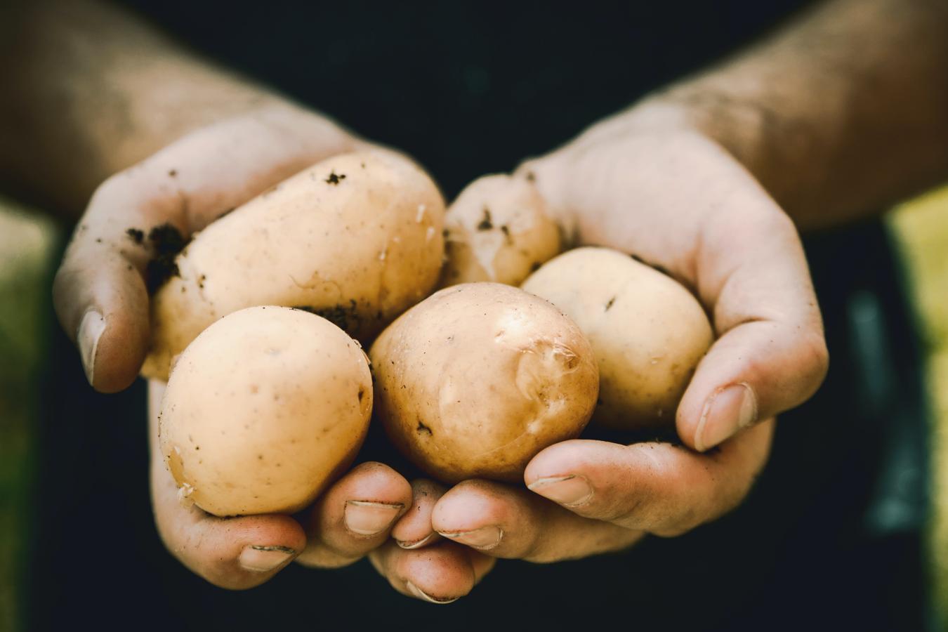 Patata. Da igual que la <a href="https://www.abc.es/bienestar/alimentacion/abci-esta-forma-comer-patatas-cuida-microbiota-201910120133_noticia.html" target="_blank">patata </a>sea cruda, hervida, asada... En todos los casos, su piel merece no ser cortada. Siempre que estas se muestren bien físicamente, no habría por qué pelarlas. En cambio, los expertos advierten de la importancia de cortar la parte en la que se vea más verdosa. Las patatas son una buena fuente de fibra y vitaminas, y gran parte de ellas se encuentran en la superficie