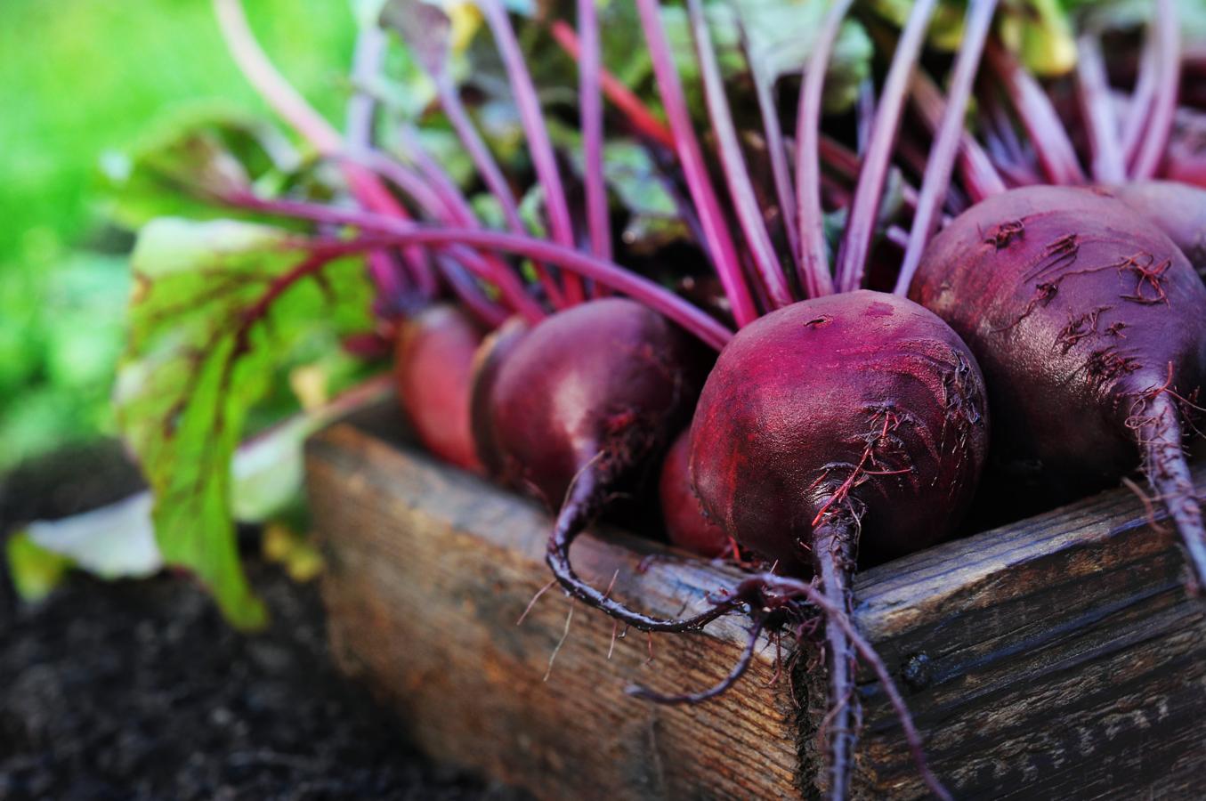 Remolacha. Hay una variedad rica en azúcar, las remolachas azucareras, que se usan para la extracción del azúcar blanco, pero son diferentes de las remolachas moradas usadas en cocina. Esta hortaliza es fuente de ácido fólico, vitamina C y potasio, además de fósforo. Otros nutrientes son vitaminas B1, B2, B3 y B6 y minerales como el hierro y el yodo.