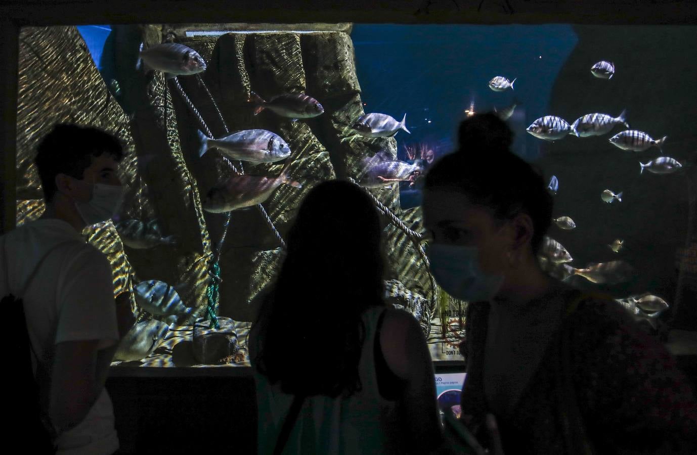 Reabre el Acuario de Sevilla, diversión y aprendizaje para disfrutar del verano 2020 en la ciudad