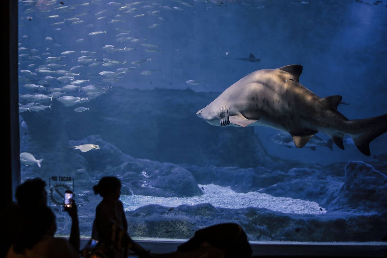 El Acuario de Sevilla reabre sus puertas