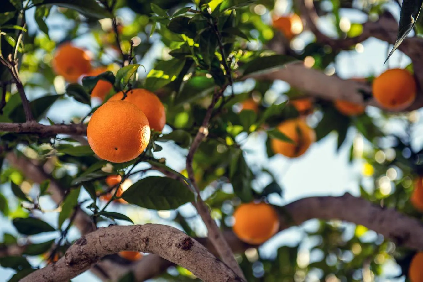 Naranjas. Al igual que con las verduras, las frutas, en general, son nuestras aliadas a la hora de combatir el estrés. Aun así, debemos destacar las <a href="https://www.abc.es/bienestar/alimentacion/abci-naranja-201911251834_noticia.html">naranjas</a>, gracias a su aporte de fibra (2 gramos de cada 100), de vitamina C (50 miligramos) y su porte de azúcares saludables, buena herramienta para calmar las ganas de tomar azúcar de una forma saludable.
