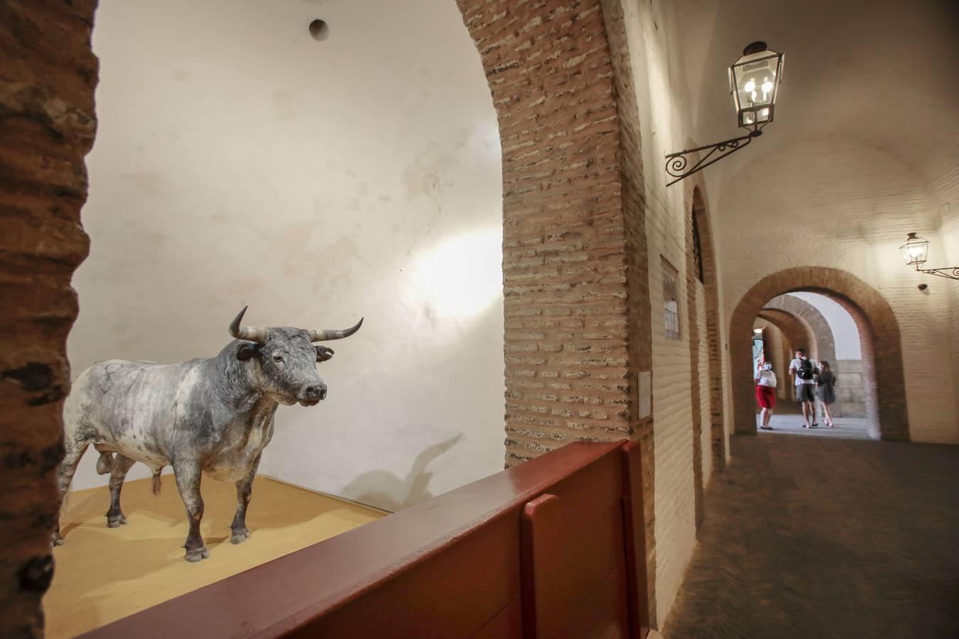 El Museo Taurino de Sevilla reabre sus puertas