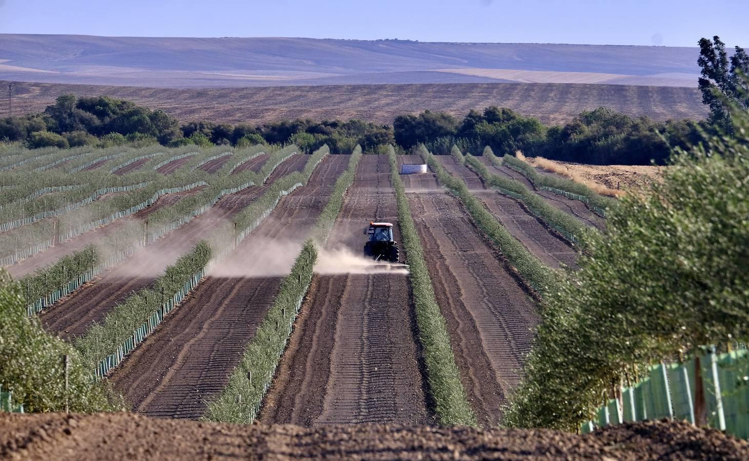 Finca El Valenciano: de cortijo a «startup», en imágenes