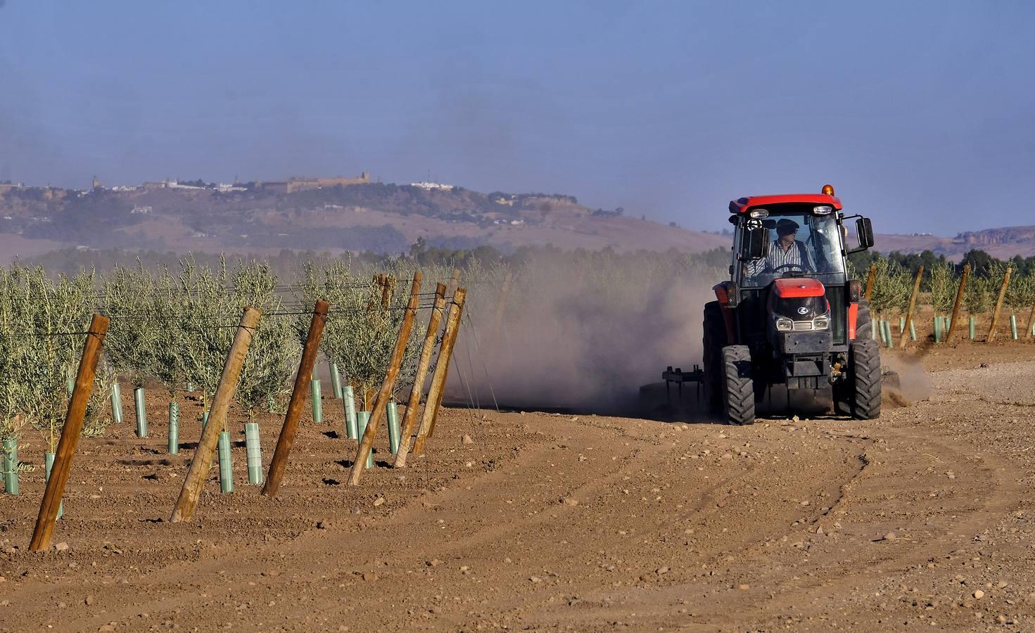 Finca El Valenciano: de cortijo a «startup», en imágenes