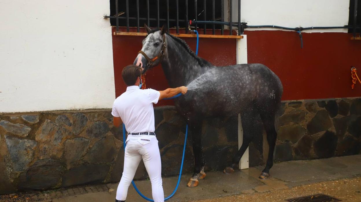 El concurso nacional de doma clásica en Caballerizas Reales, en imágenes