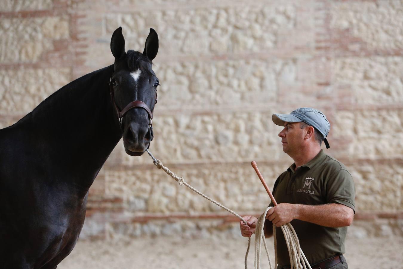 La Feria del Caballo de Córdoba (Cabalcor) calienta motores