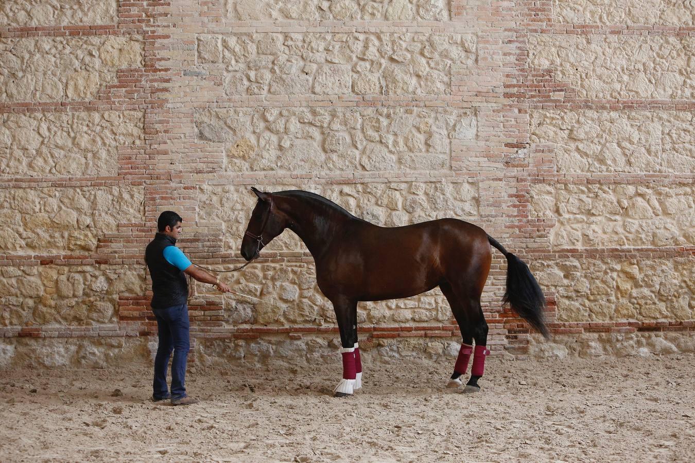 La Feria del Caballo de Córdoba (Cabalcor) calienta motores