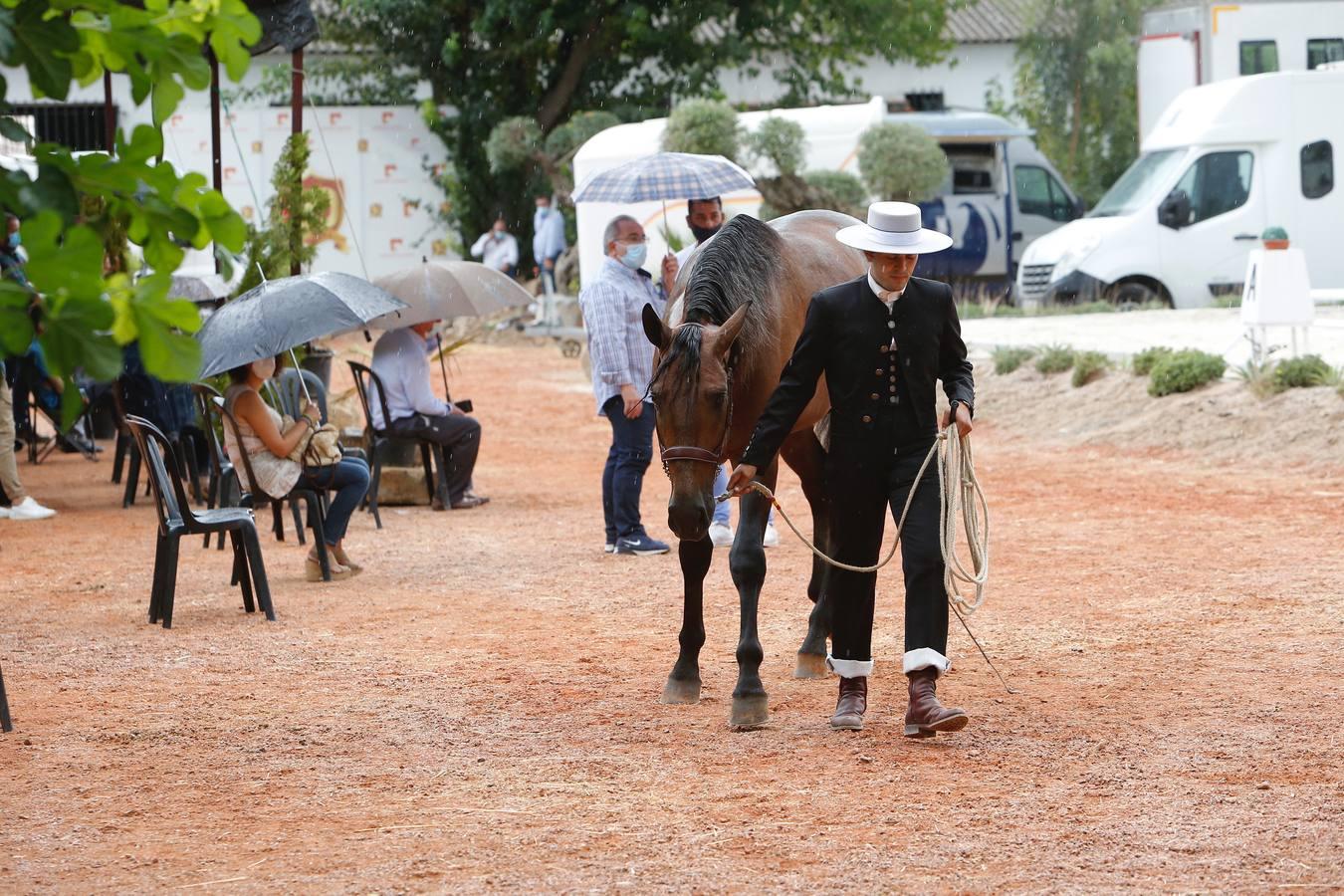 La Feria del Caballo de Córdoba (Cabalcor) calienta motores