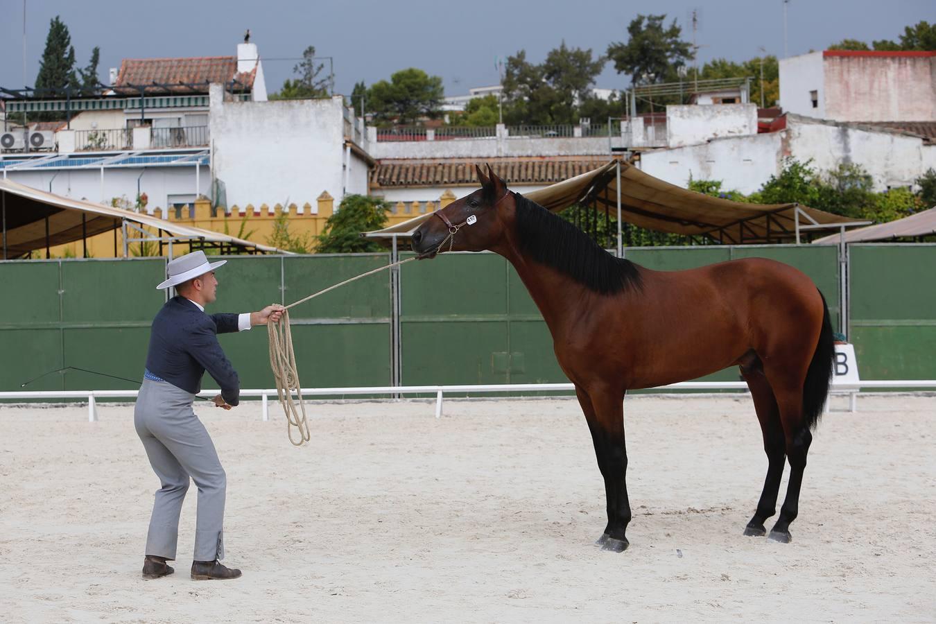 La Feria del Caballo de Córdoba (Cabalcor) calienta motores