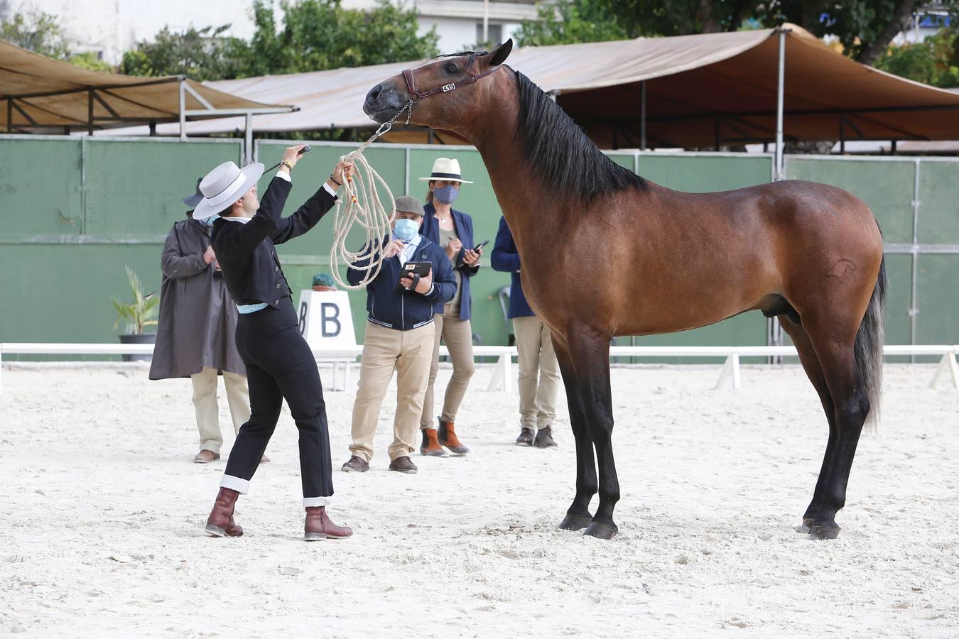 La Feria del Caballo de Córdoba (Cabalcor) calienta motores