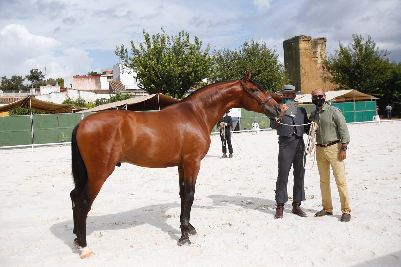 La Feria del Caballo de Córdoba (Cabalcor) calienta motores