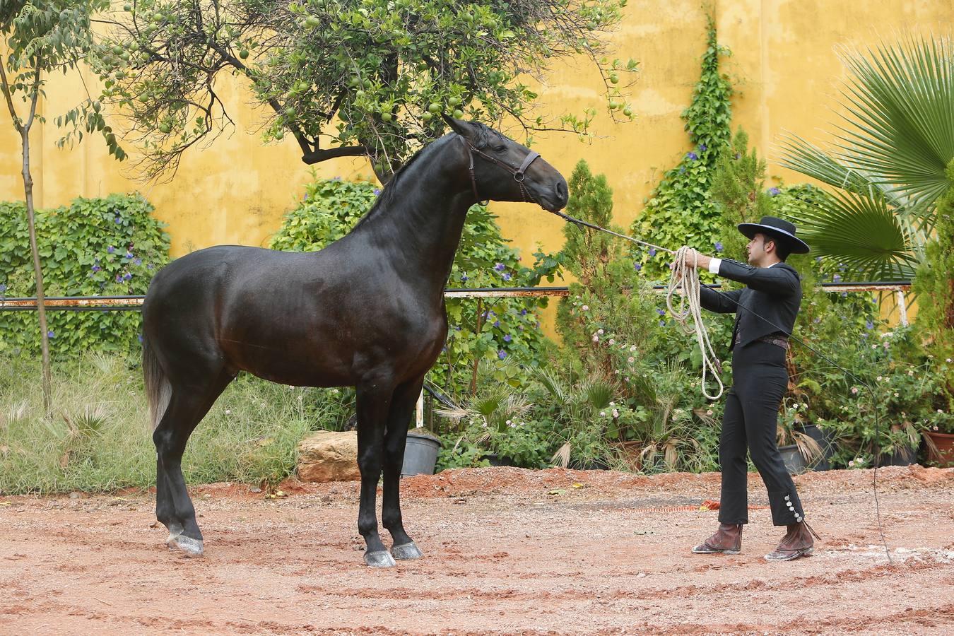 La Feria del Caballo de Córdoba (Cabalcor) calienta motores