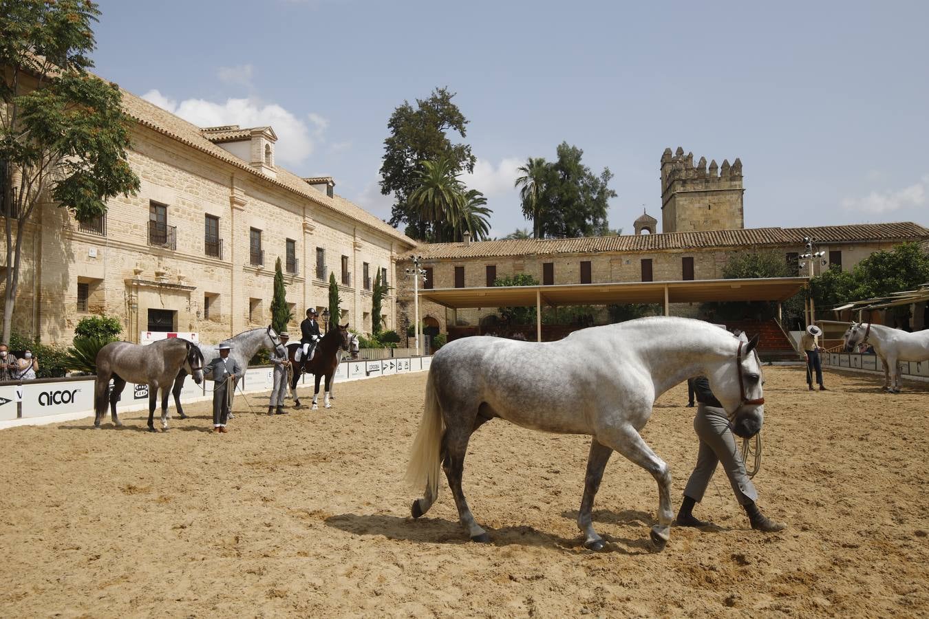 La entrega de premios del «Ciudad de Córdoba», en imágenes